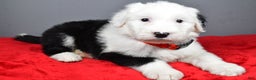 Old English Sheepdog dogs for sale: Ellie - Ad 5