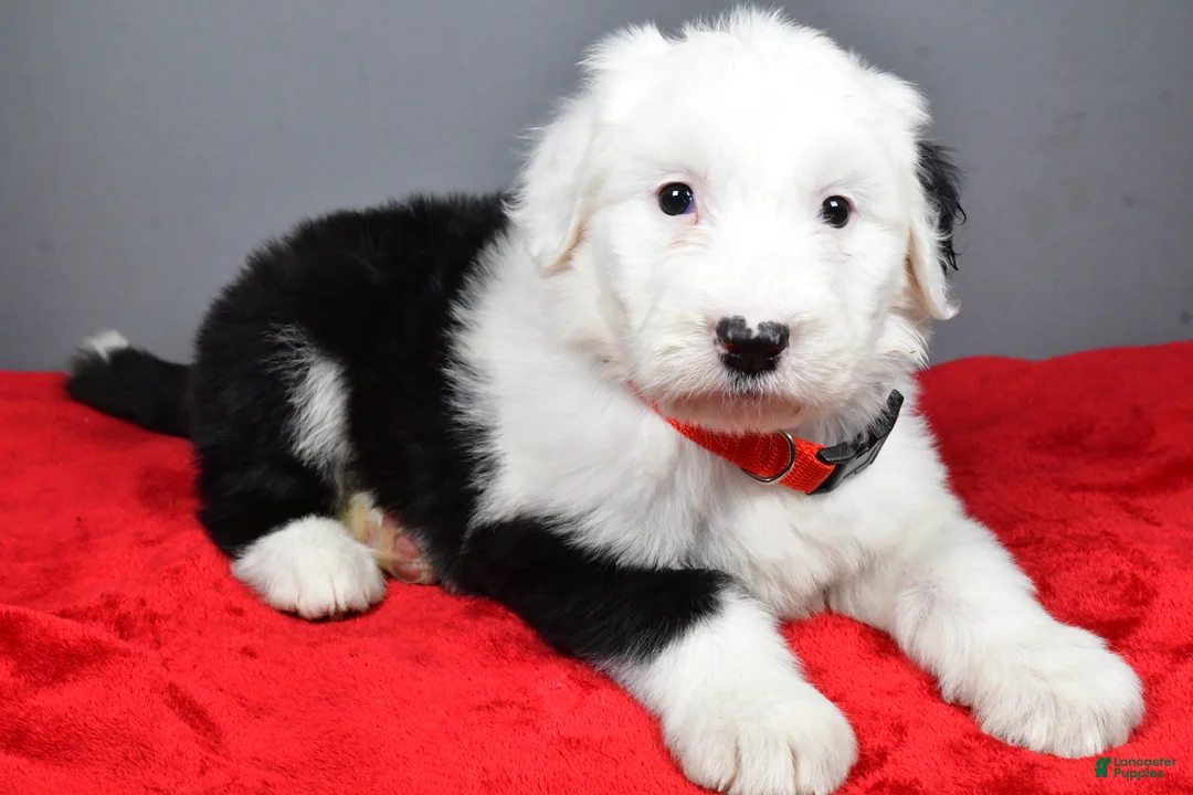 Old English Sheepdog dogs for sale: Ellie - Ad 5