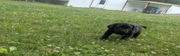 Labrador Retriever dogs for sale: Black Male (Teal Collar) - Ad 6