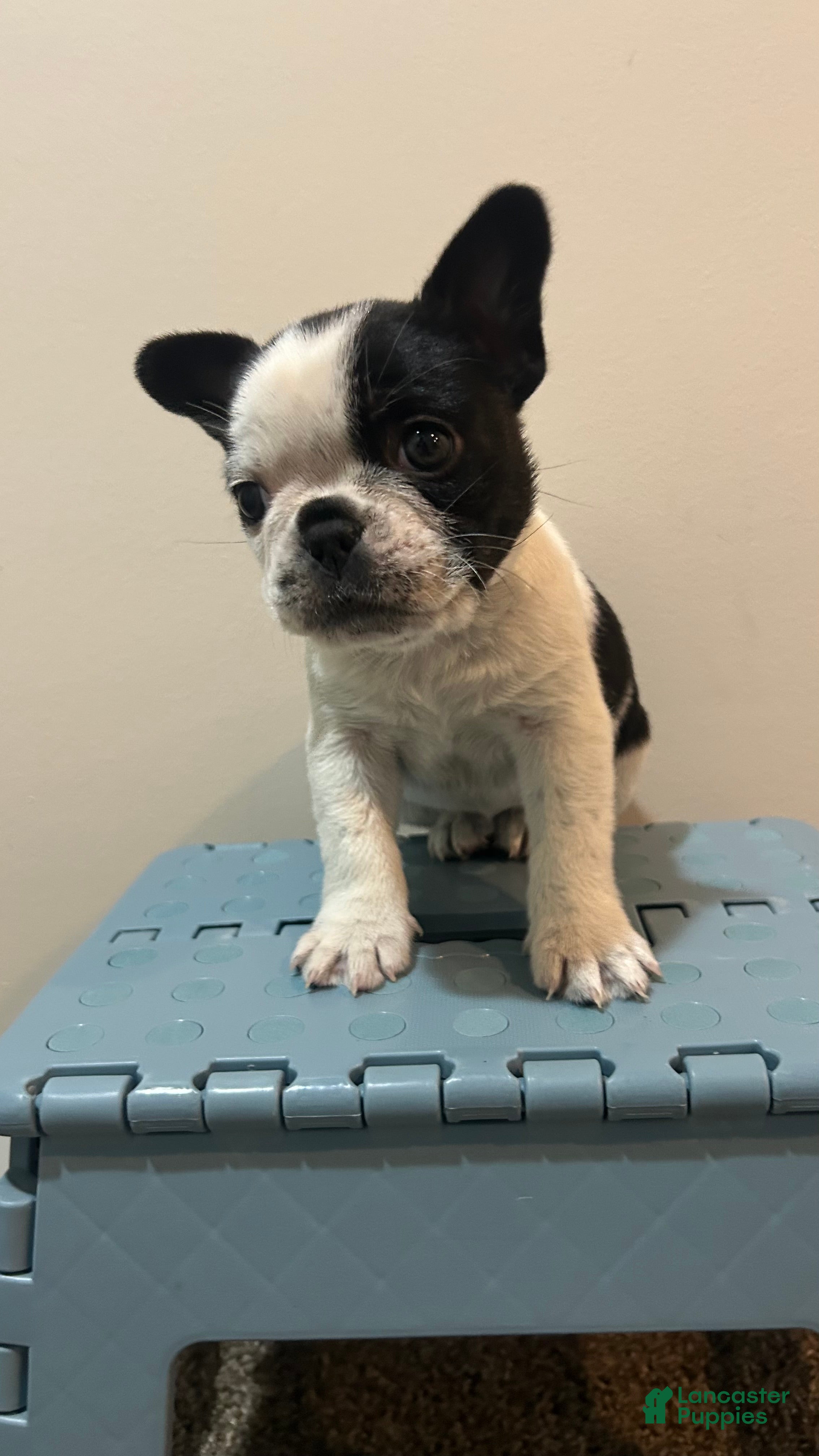 Frenchton dogs for sale: Scarr  - Ad 1