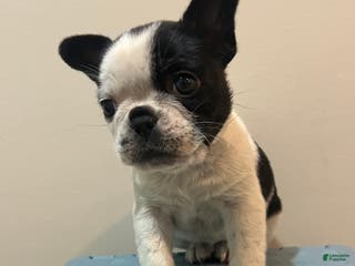 Frenchton dogs Scarr - Ad 1