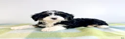 Bernedoodle dogs for sale: Bonnie - Ad 3