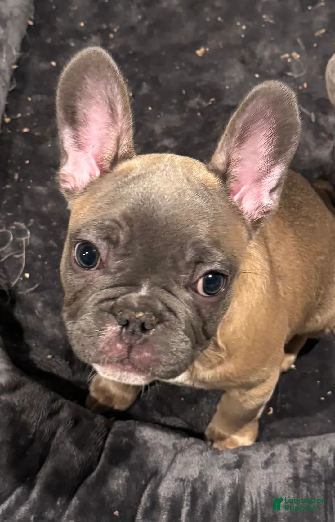 French Bulldog dogs for sale: Blessing - Ad 18