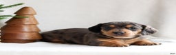 Miniature Dachshund dogs for sale: Harper - Ad 2