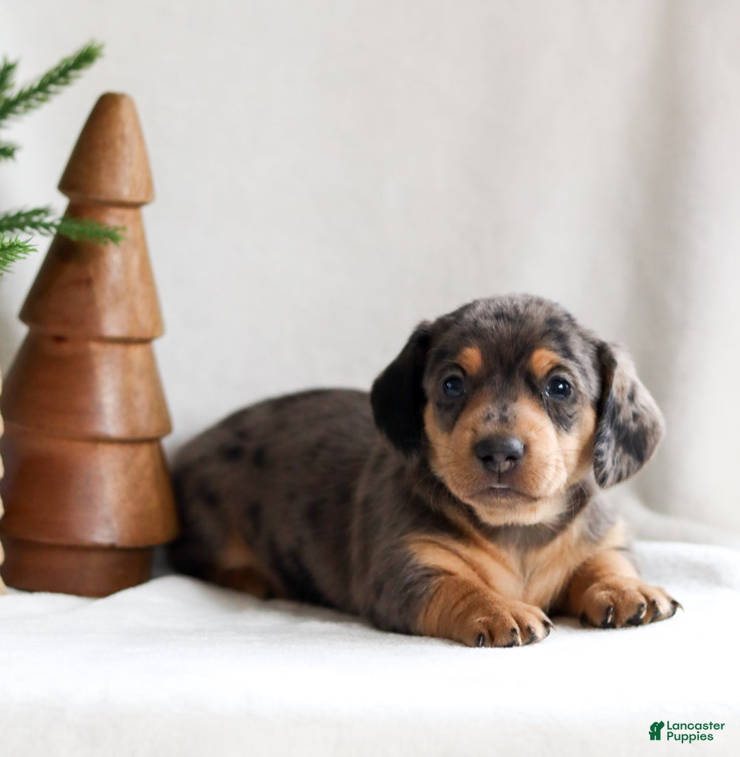 Miniature Dachshund dogs for sale: Harper - Ad 2