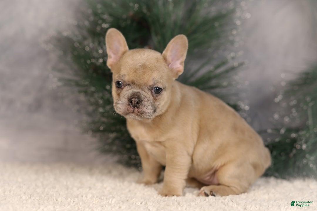 French Bulldog dogs for sale: Amy - Ad 1