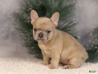 French Bulldog dogs Amy - Ad 39