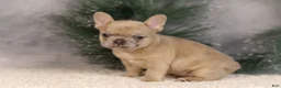 French Bulldog dogs for sale: Amy - Ad 1