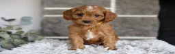 Cavapoo dogs for sale: Twinkle - Ad 6
