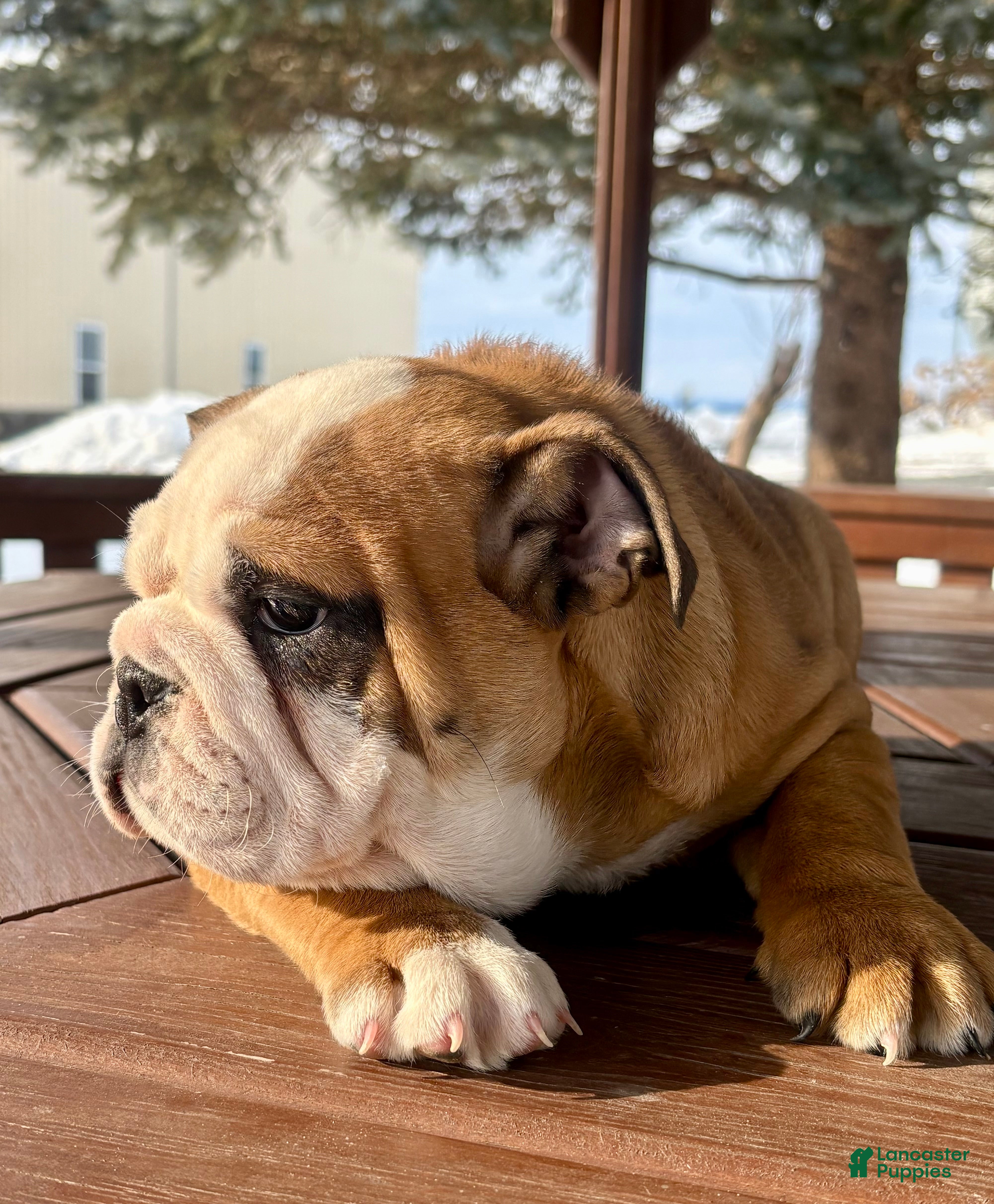 English Bulldog dogs Skye - Ad 29