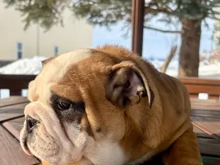 English Bulldog dogs Skye - Ad 29