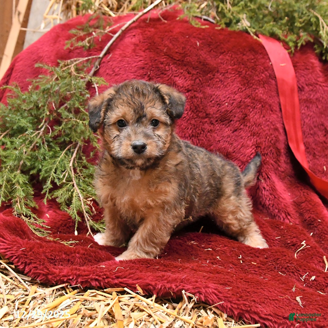 Mixed Breed dogs for sale: Puff - Ad 1