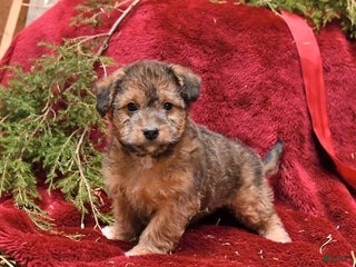Mixed Breed dogs Puff - Ad 10
