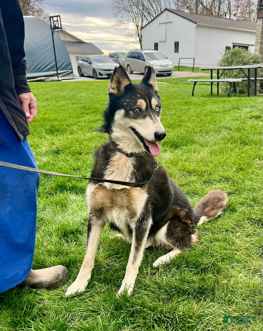 Siberian Husky dogs for sale: Dixie - Ad 4