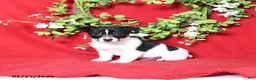 Jack Russell Terrier dogs for sale: Murphy - Ad 1