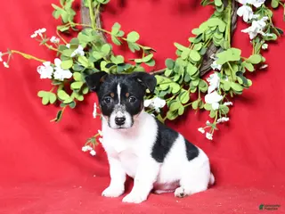 Jack Russell Terrier dogs for sale: Murphy - Ad 3