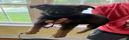 German Shepherd dogs for sale: Purple - Ad 1