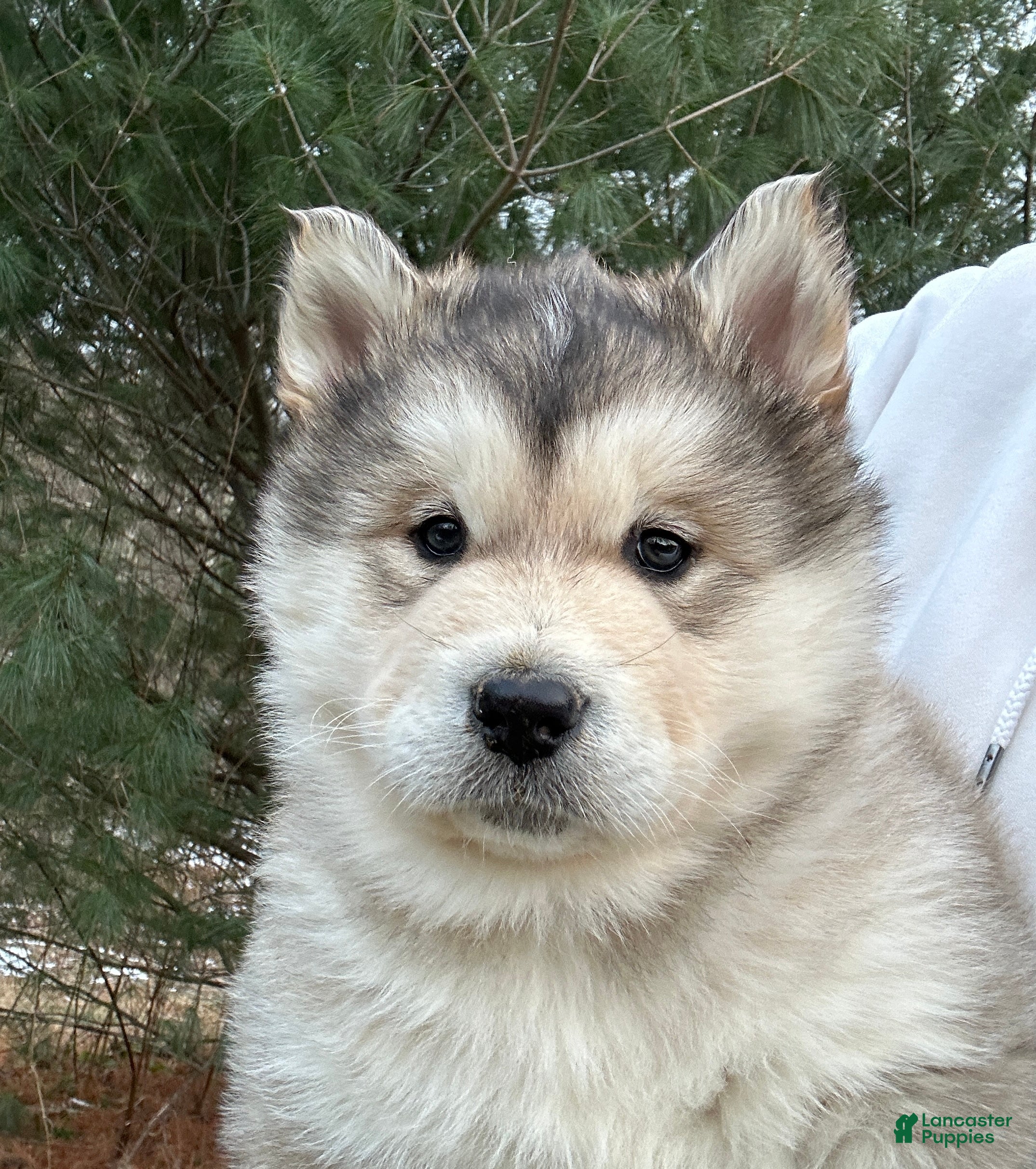 Alaskan Malamute dogs Thor - Ad 17