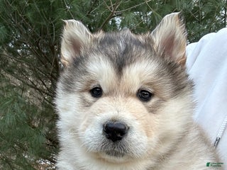 Alaskan Malamute dogs Thor - Ad 3