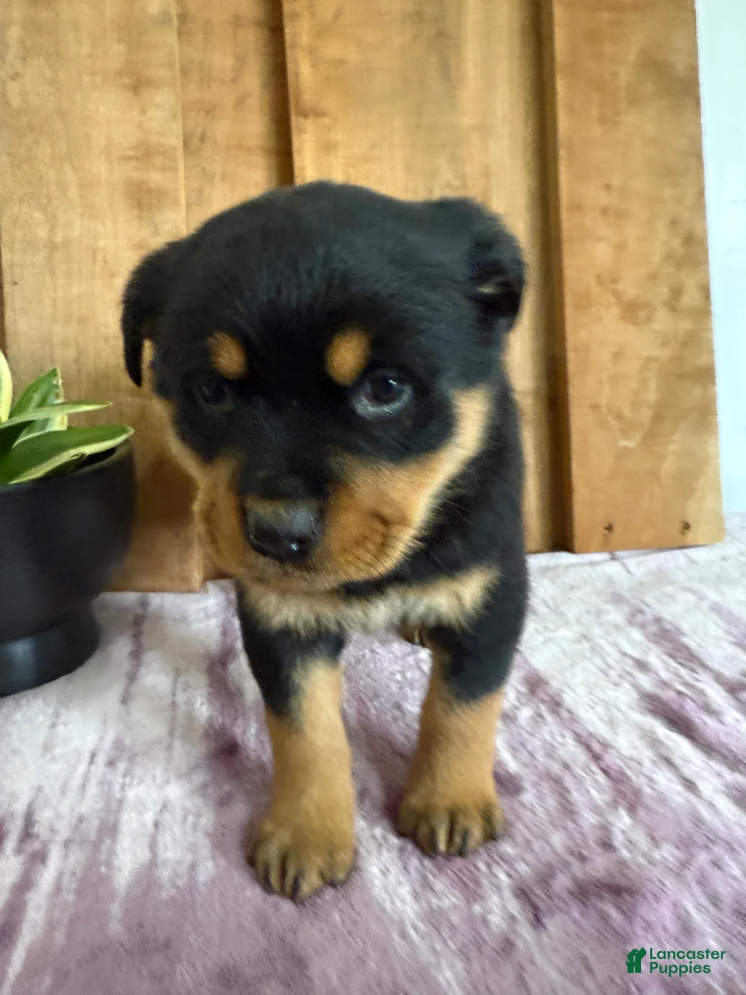 Rottweiler dogs for sale: Lucy - Ad 8