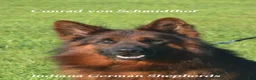 German Shepherd dogs for sale: German Shepherd purple collar - Ad 4