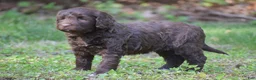 Portuguese Water Dog dogs for sale: Miley - Ad 6