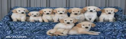 Golden Retriever dogs for sale: Tony - Ad 4