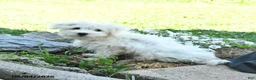 Maltese dogs for sale: Fritz - Ad 5