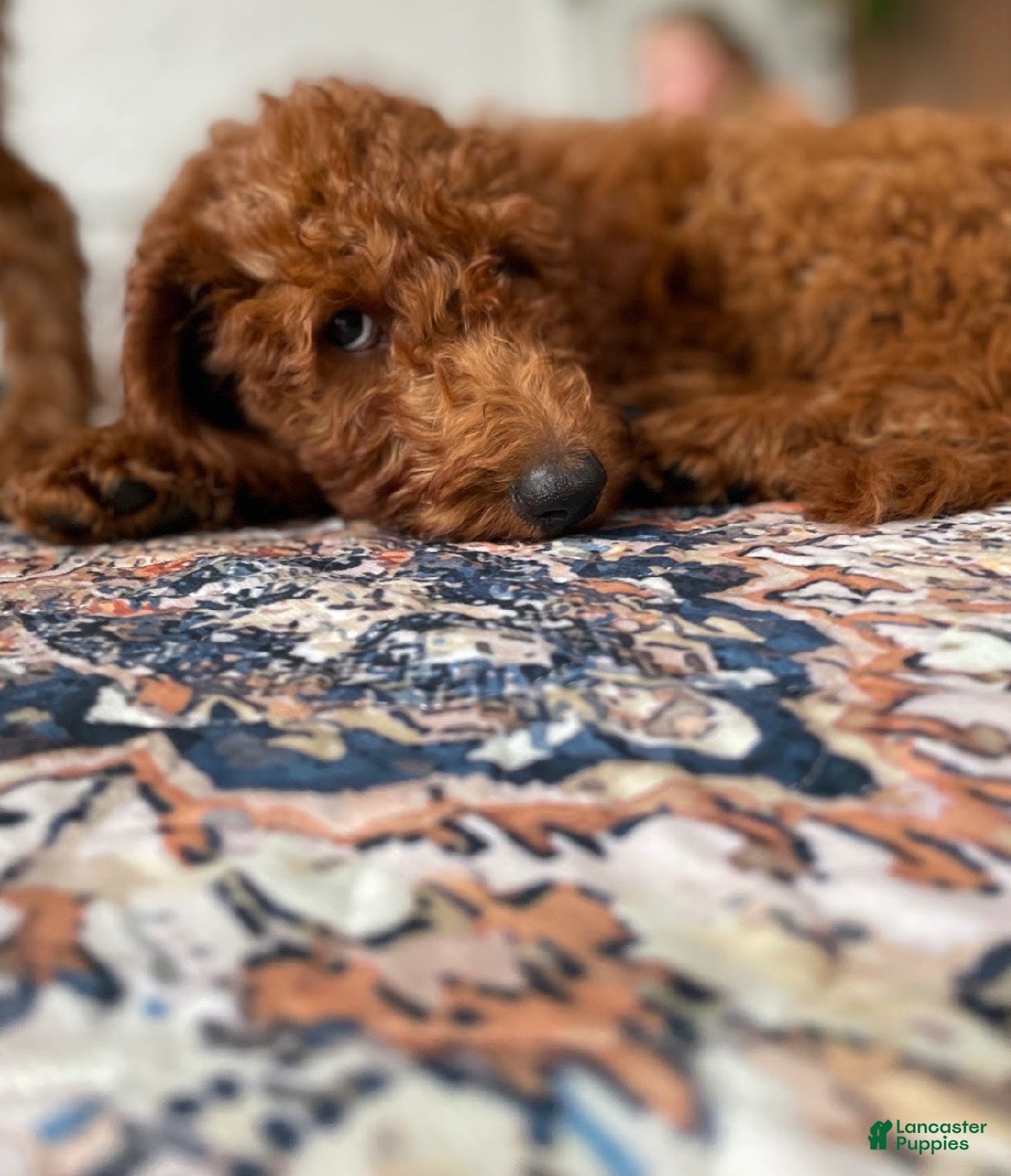Goldendoodle dogs 💛 Mr. Yellow - Ad 1