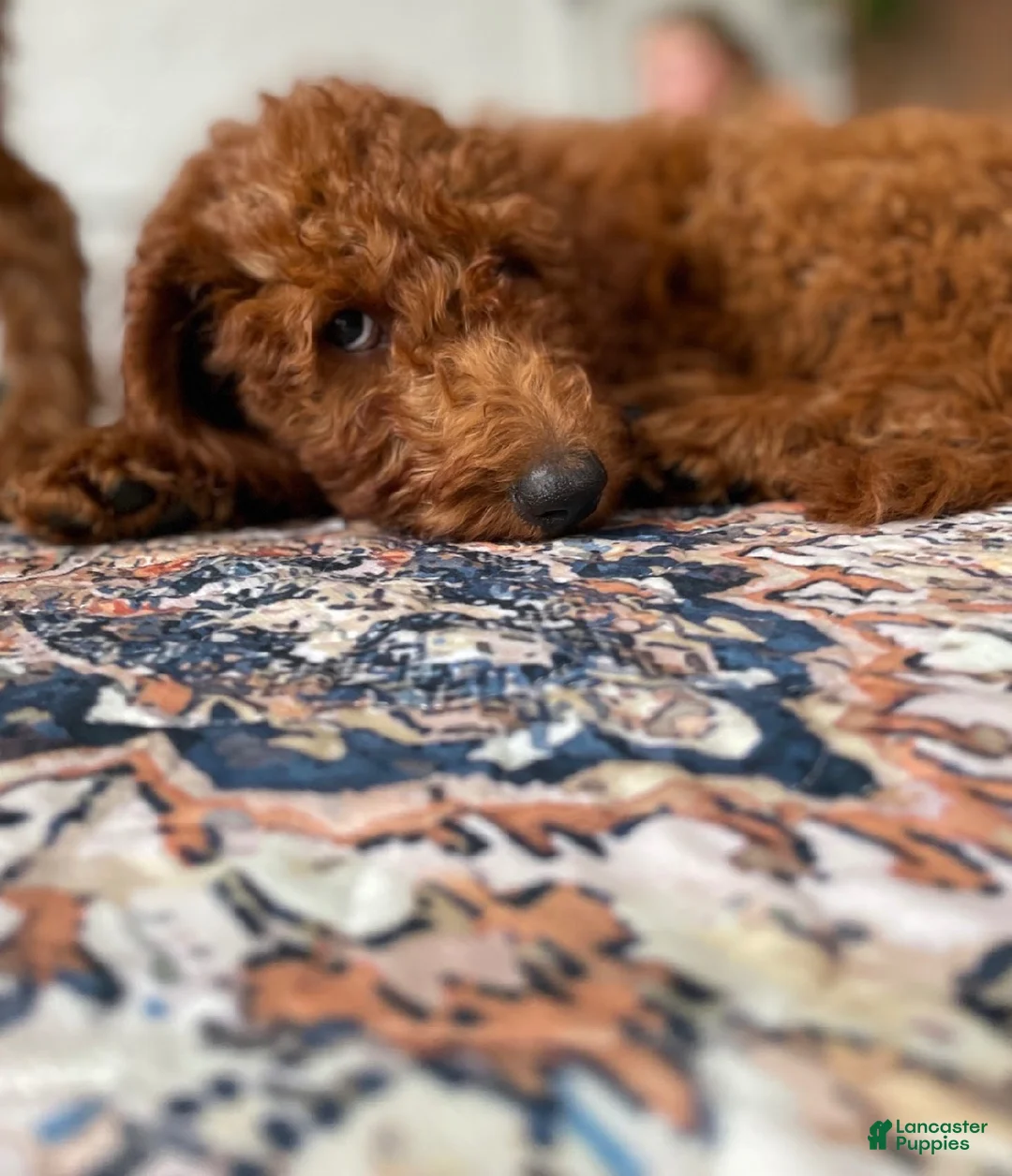 Goldendoodle dogs for sale: 💛 Mr. Yellow - Ad 1