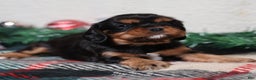 Cavalier King Charles Spaniel dogs for sale: Noah | Genetically Screened  - Ad 6