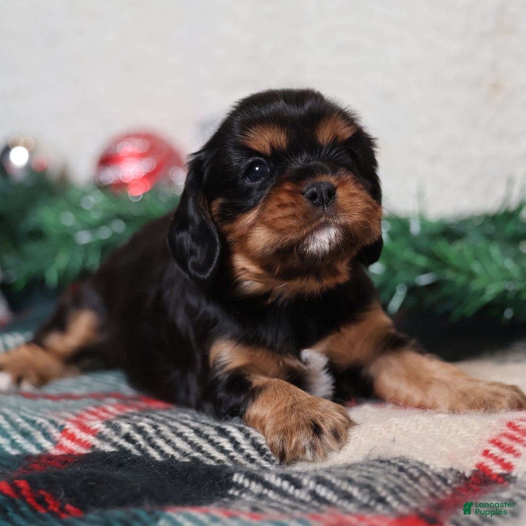 Cavalier King Charles Spaniel dogs for sale: Noah | Genetically Screened  - Ad 6