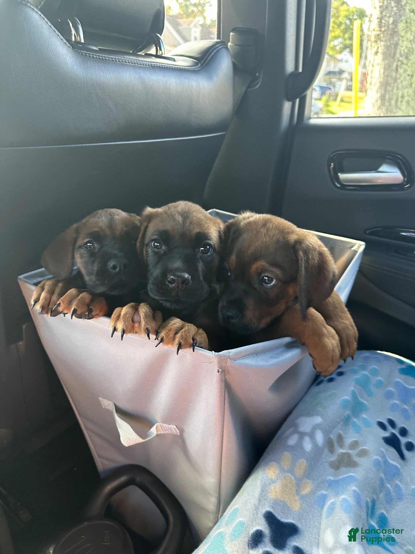 Mixed Breed dogs Mixed Breed 7 - Ad 1