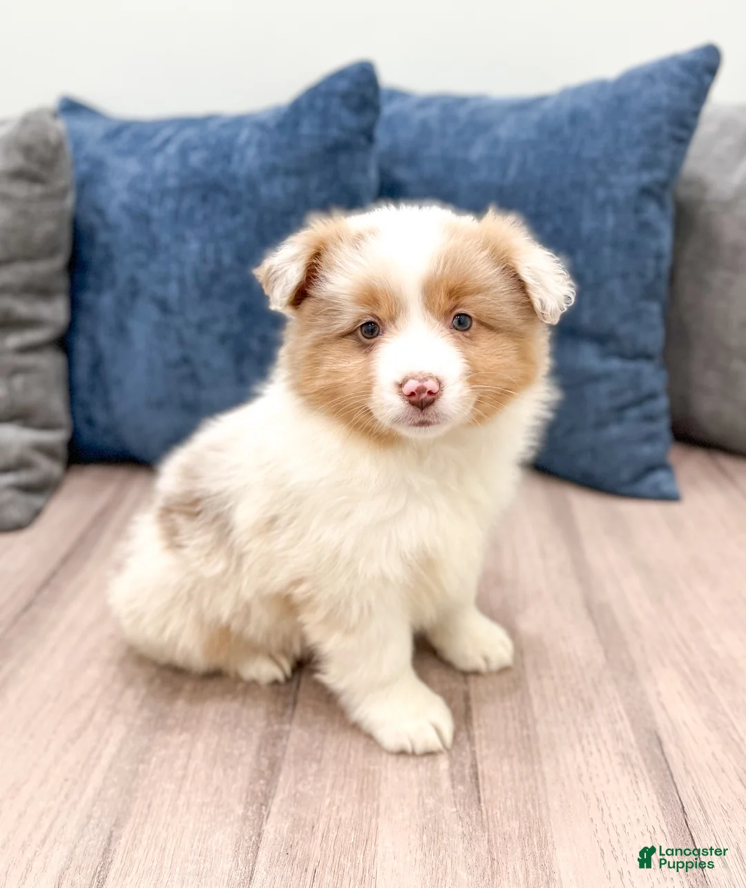 Miniature Australian Shepherd dogs for sale: Lilac - Ad 3