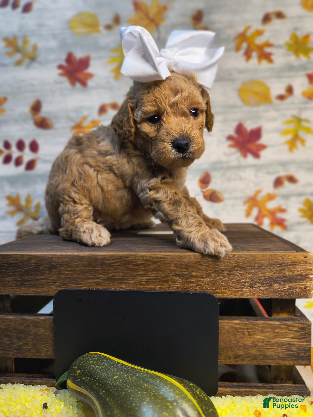 Mini Goldendoodle dogs for sale: Aplecrisp  - Ad 3