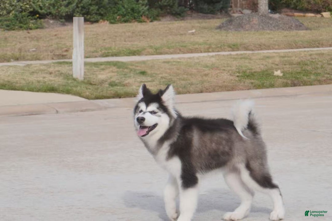 Alaskan Malamute dogs for sale: Xiao Cheng - Ad 1