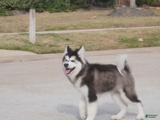 Alaskan Malamute dogs Xiao Cheng - Ad 1