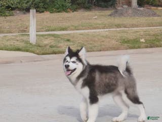 Alaskan Malamute dogs Xiao Cheng - Ad 2