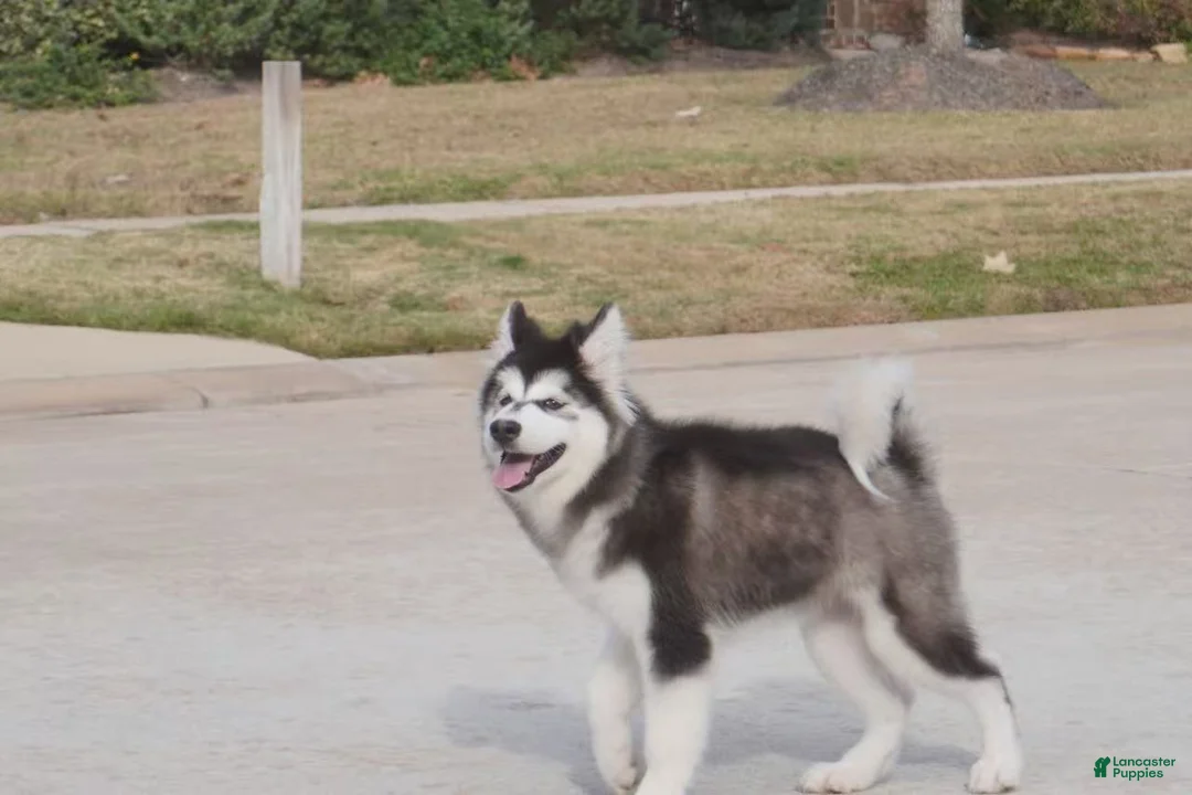 Alaskan Malamute dogs for sale: Xiao Cheng - Ad 1