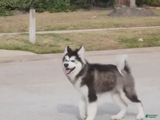 Alaskan Malamute dogs Xiao Cheng - Ad 1