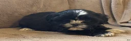 Shih Tzu dogs for sale: Ranae - Ad 4