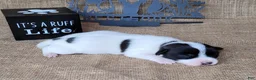 Jack Russell Terrier dogs for sale: Piper JRT purebred DELIVERY AVAILABLE  - Ad 4