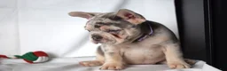 French Bulldog dogs for sale: Thea - Ad 27