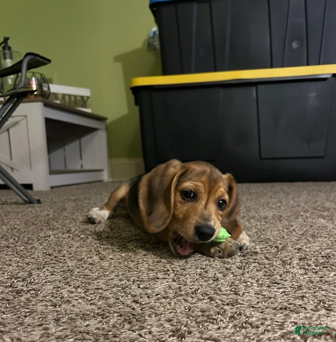 Beagle dogs for sale: Beagle Puppy 1 - Ad 2