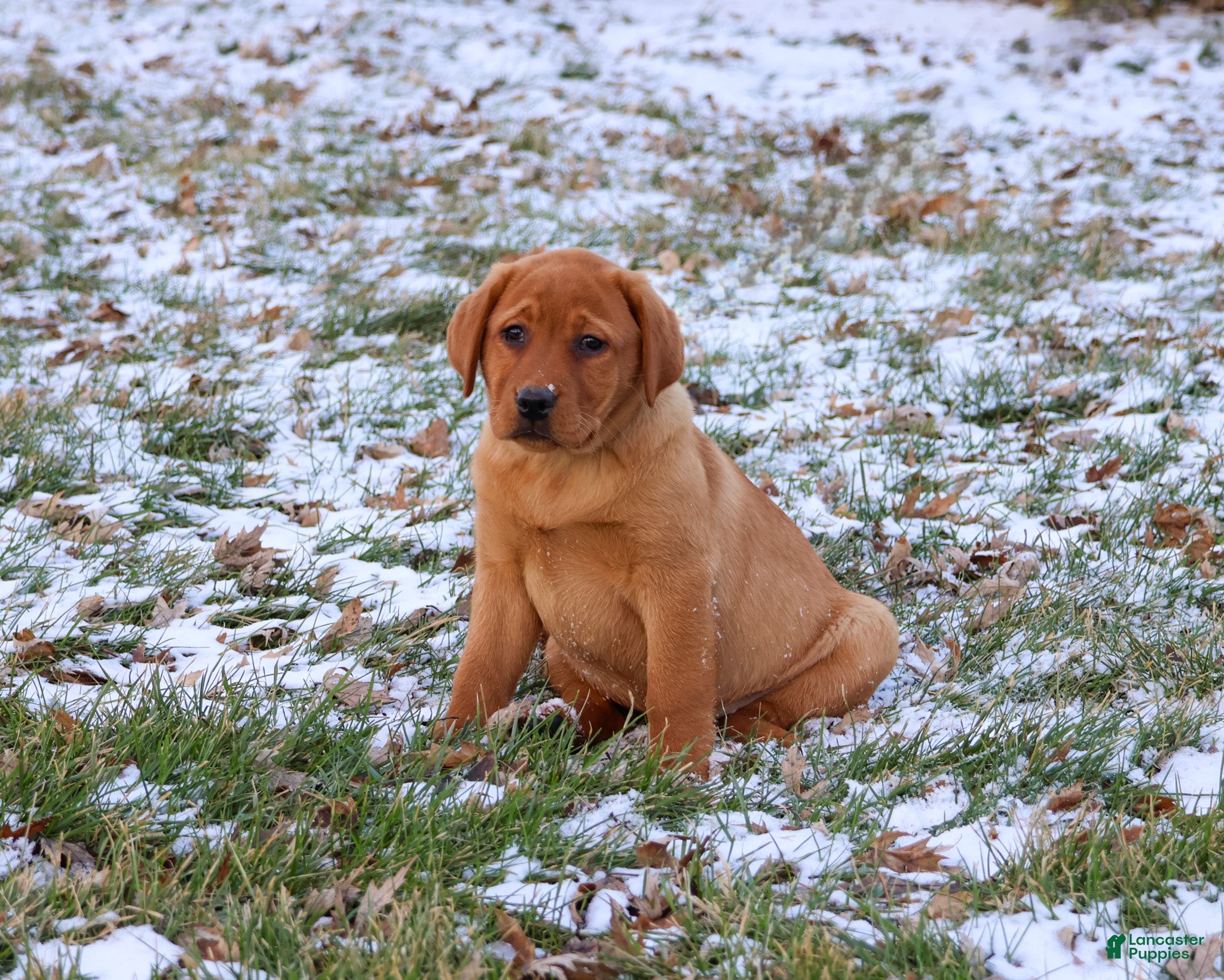 Labrador Retriever dogs Foxy  - Ad 20