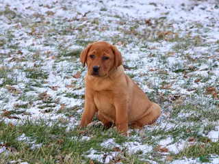 Labrador Retriever dogs Foxy - Ad 38