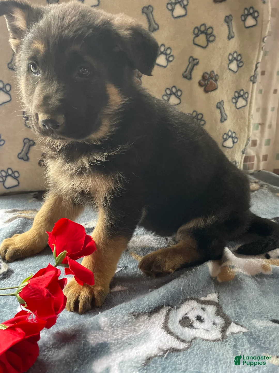 German Shepherd dogs for sale: Luke - Ad 4