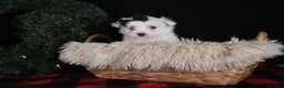 Maltese dogs for sale: ARCHIE - Ad 9