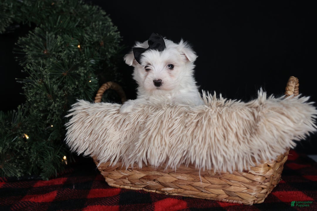 Maltese dogs for sale: ARCHIE - Ad 9