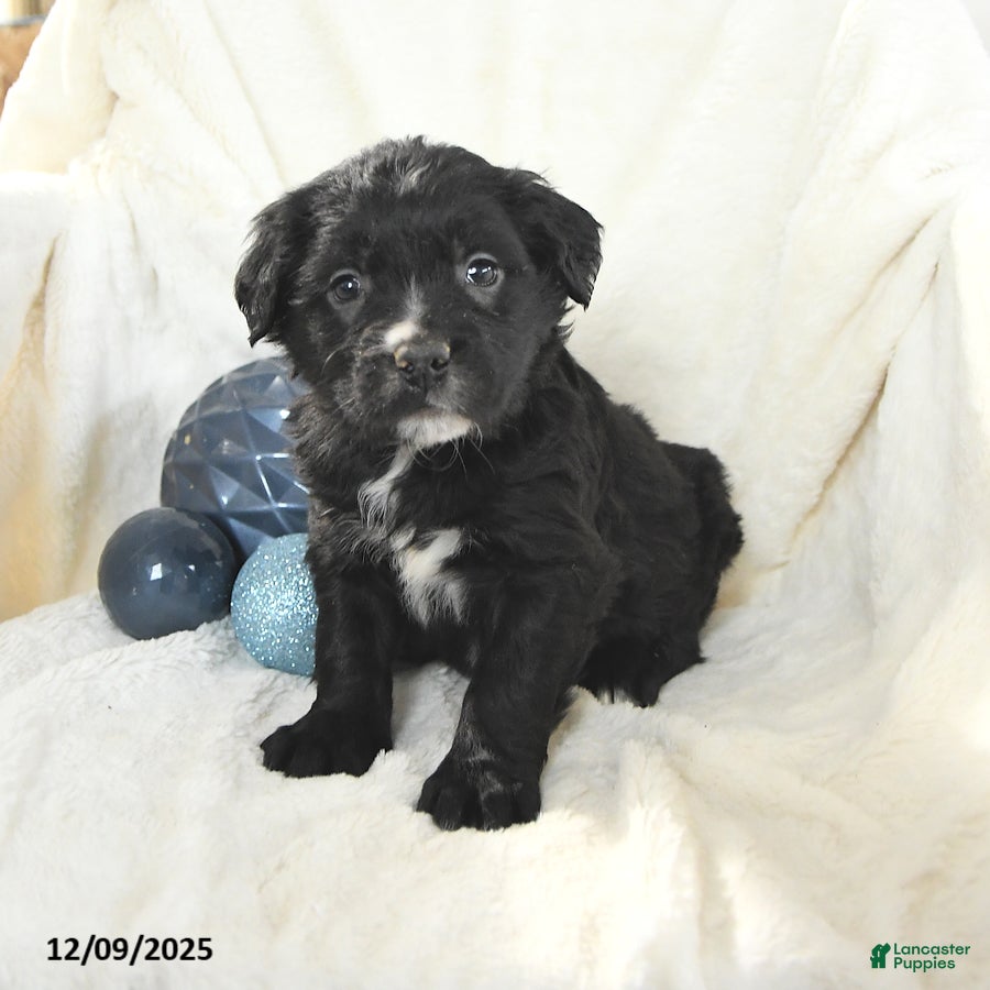Mixed Breed dogs Maverick - Ad 11